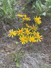 Senecio integerrimus