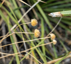Thelesperma megapotamicum
