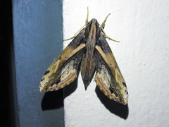 Xylophanes crenulata