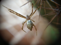 Argiope argentata