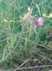 Silene colorata