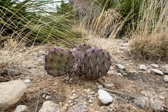 Opuntia macrocentra