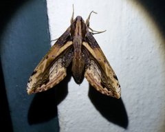 Xylophanes crenulata