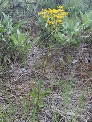 Senecio integerrimus