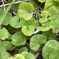 Dichondra