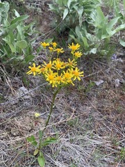 Senecio integerrimus