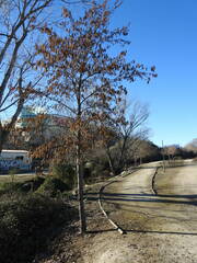 Alnus lusitanica