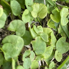 Dichondra