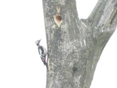 Dendrocopos syriacus