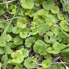 Dichondra