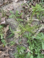 Poa annua