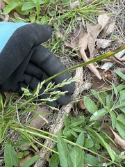 Poa annua
