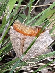 Anaea andria