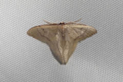 Idaea speciosa