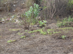 Vanellus spinosus