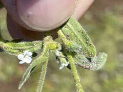 Plagiobothrys canescens