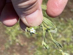 Plagiobothrys canescens
