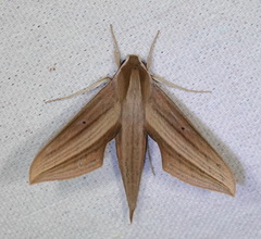 Xylophanes tersa