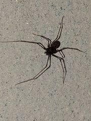 Scytodidae