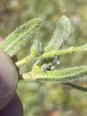 Plagiobothrys canescens