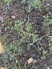 Plagiobothrys canescens