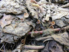 Ciboria coryli
