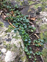 Peperomia retusa