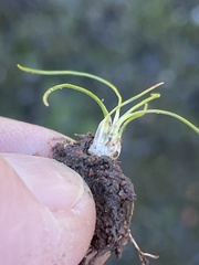 Isoetes orcuttii