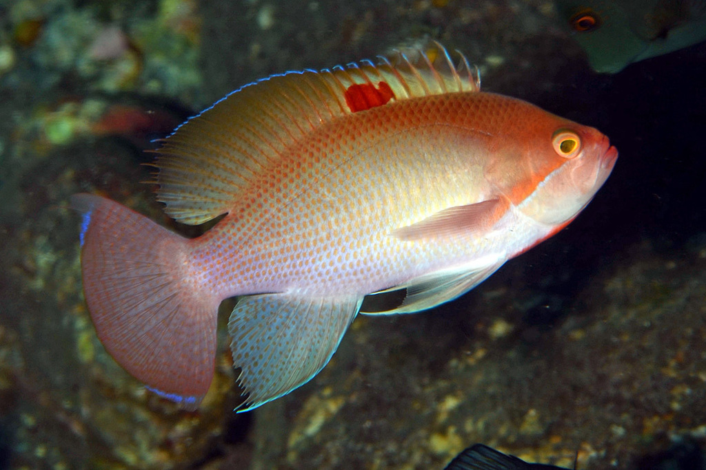 Pink Basslet