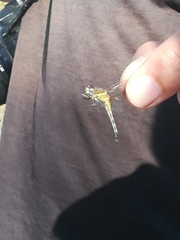 Diplacodes lefebvrii