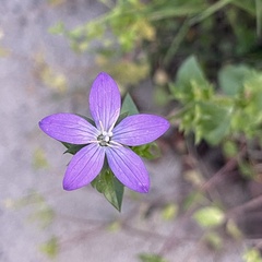 Triodanis