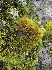 Vinealobryum vineale
