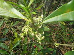 Cartrema americana
