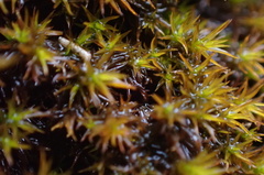 Vinealobryum vineale