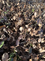 Loropetalum chinense