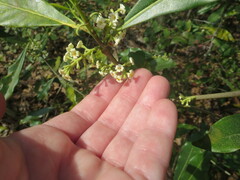 Cartrema americana
