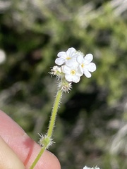 Cryptantha intermedia johnstonii