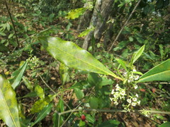 Cartrema americana