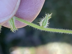 Cryptantha intermedia johnstonii