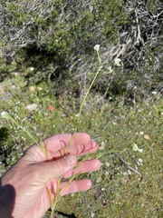 Cryptantha intermedia johnstonii