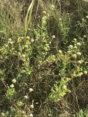Rubiaceae