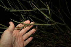 Bossiaea scolopendria