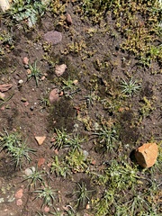 Geothallus tuberosus