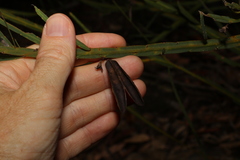 Bossiaea scolopendria