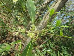 Cartrema americana