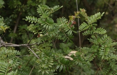 Osteomeles anthyllidifolia