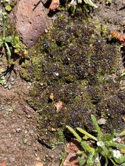 Geothallus tuberosus