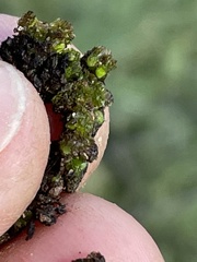 Geothallus tuberosus