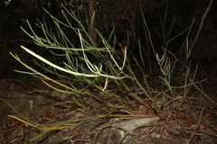 Bossiaea scolopendria