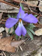Viola pedata